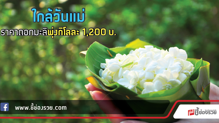 ใกล้วันแม่ ราคาดอกมะลิพุ่งกิโลละ 1,200 บ.