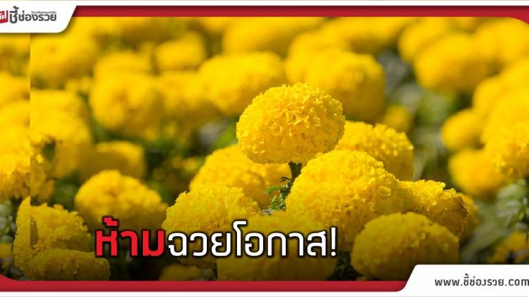 พาณิชย์ สั่ง! ห้ามฉวยโอกาสขายดอกดาวเรืองในราคาสูงเกิน