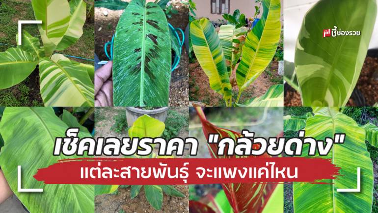 บ้านใครมีบ้าง! เช็คเลยราคา “กล้วยด่าง” แต่ละสายพันธุ์ ปลูกขายรวยแน่นอน