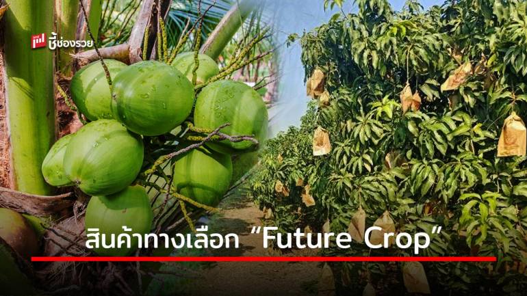 ‘มะม่วงน้ำดอกไม้ – มะพร้าวน้ำหอม’ สินค้าทางเลือก Future Crop จ.สมุทรปราการ สร้างรายได้ดี มีโอกาสทางการตลาดสูง