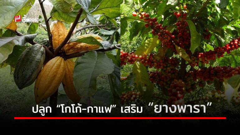 แนะสินค้าทางเลือก Future Crop ‘โกโก้ - กาแฟ’ สร้างรายได้เกษตรกร จ.ตราด