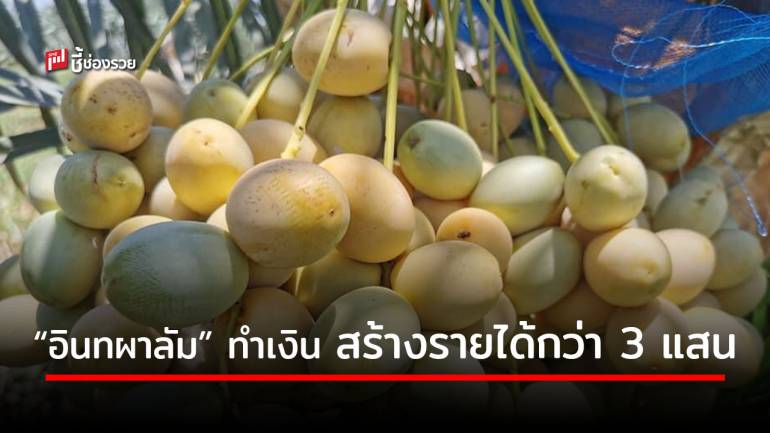 ‘อินทผลัม’ พืชเศรษฐกิจมาแรง สร้างรายได้งามกว่า 3 แสนบาท /ไร่