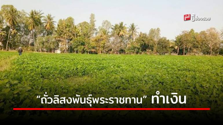 หนุนปลูก “ถั่วลิสงพันธุ์พระราชทาน” สินค้า Future Crop สร้างรายได้แก่เกษตรกร