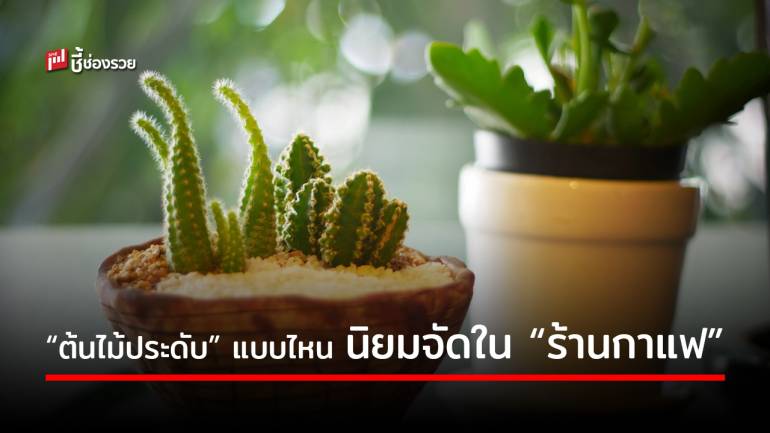 แนะ 9 ต้นไม้ประดับ “ร้านกาแฟ” แบบเก๋ๆ สำหรับตกแต่งโต๊ะและจัดสวนเล็กๆ ในร่ม