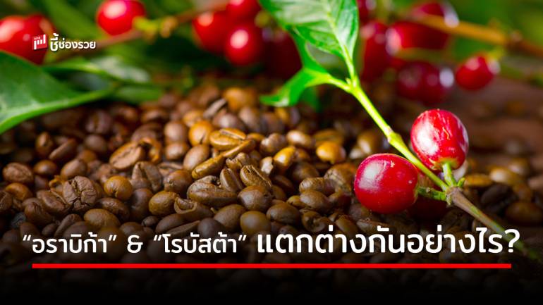 คอกาแฟรู้ไว้! สายพันธุ์ “อราบิก้า” กับ “โรบัสต้า” แตกต่างกันอย่างไร โดดเด่นกว่ากันด้านใดบ้าง