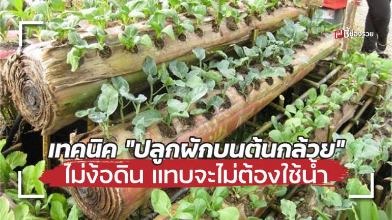 เกษตรทางเลือกเทคนิค “ปลูกผักบนต้นกล้วย” ไม่ง้อดิน แทบจะไม่ต้องใช้น้ำ