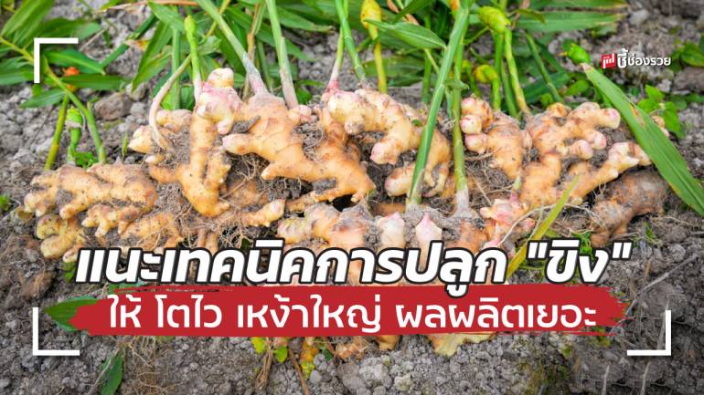 แนะเทคนิคง่าย ๆ ในการปลูก “ขิง” ให้ โตไว เหงาใหญ่ ผลผลิตเยอะ