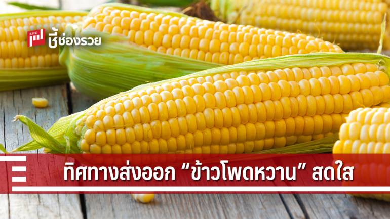 ส่งออก “ข้าวโพดหวาน” ทิศทางสดใส ครองแชมป์ส่งออกอันดับ 1 ของโลก