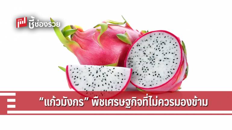 วิสาหกิจชุมชนแก้วมังกร ต.บ้านถิ่น ผลสำเร็จกลุ่มแปลงใหญ่ ต่อยอดผลผลิตระดับคุณภาพ