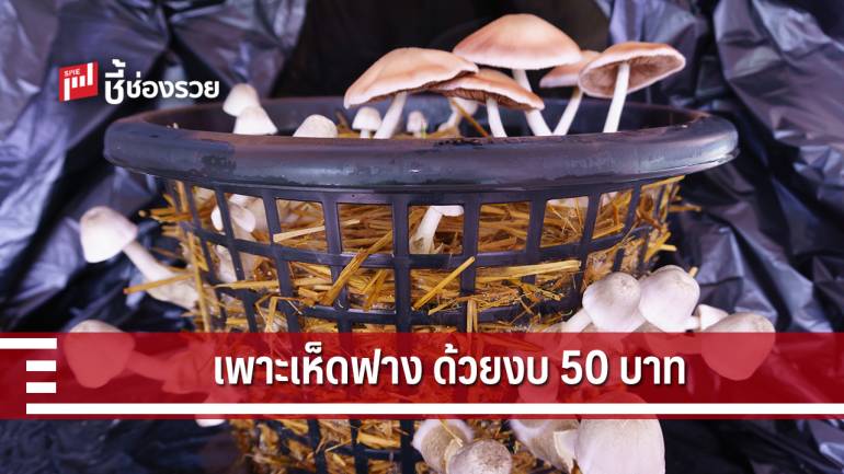 แนะวิธี “เพาะเห็ดฟางในตะกร้า” ลงทุนไม่ถึง 50 บาท ทุนน้อยแต่กำไรเกินคาด