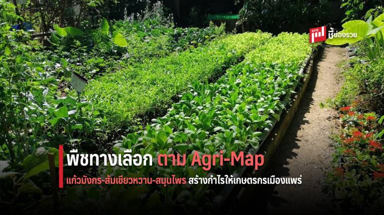 พืชทางเลือกตาม Agri-Map สร้างกำไรให้เกษตรกรเมืองแพร่