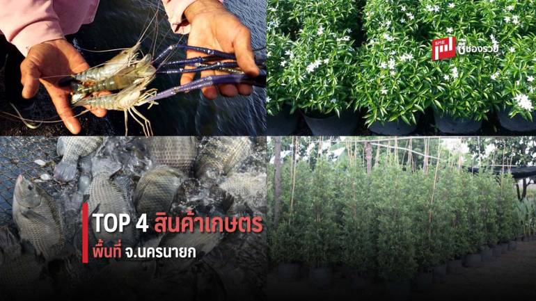 สศก.ระบุ สินค้าเกษตร 4 ตัวเต็ง จ.นครนายก มีมูลค่าทางเศรษฐกิจสูงสุด 