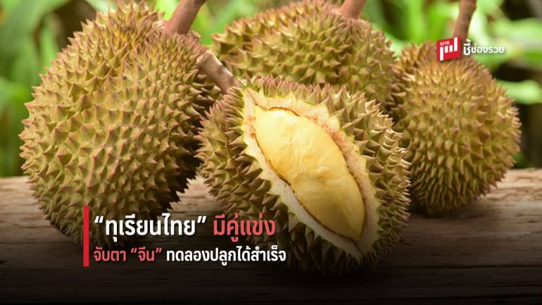 ทุเรียนไทย มีคู่แข่ง เมื่อ จีน ทำการทดลองปลูกทุเรียนได้สำเร็จ