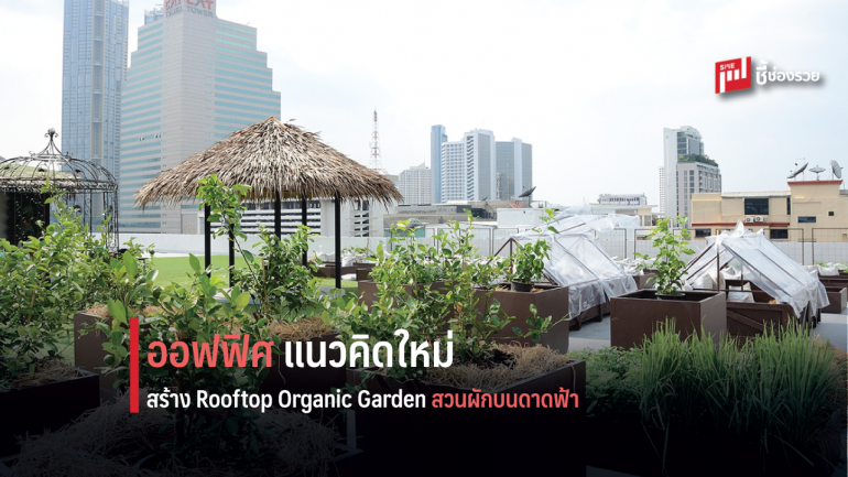 มั่นคงฯ สร้าง Rooftop Organic Garden ชวนพนักงานเพิ่มพื้นที่สีเขียว ปลูกผักอินทรีย์สะท้อนจุดยืน “สุขภาวะที่ดี” ขององค์กร