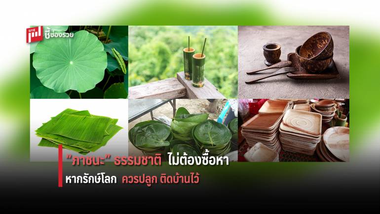 แนะนำปลูกต้น “ภาชนะธรรมชาติ” ติดบ้านไว้ หากใส่ใจสิ่งแวดล้อม