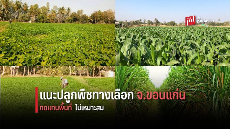 สศก. แนะเกษตรกร ขอนแก่น หันมาปลูก 5 พืชทดแทน บนพื้นที่นาข้าวไม่เหมาะสม 