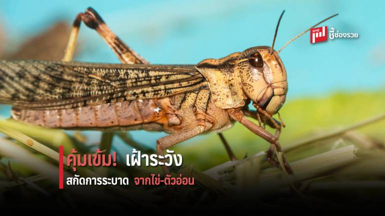 เฝ้าระวัง “ตั๊กแตนทะเลทราย” บุกข้ามทวีป 