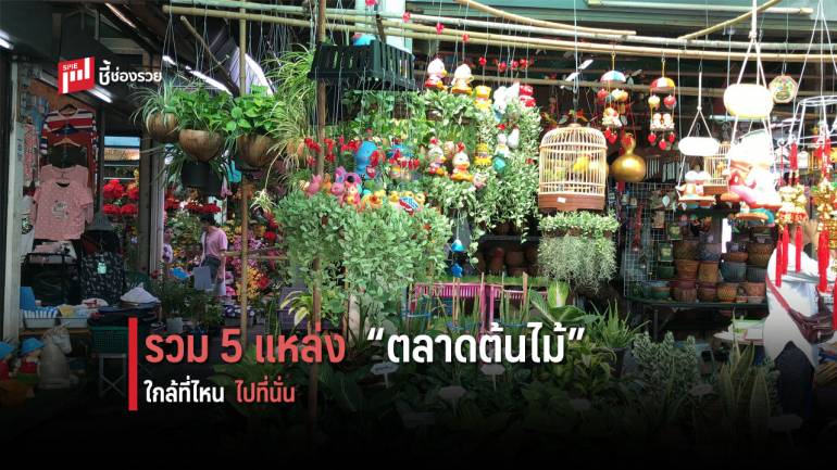 รวม 5 แหล่ง “ตลาดต้นไม้” เอาใจคนรักธรรมชาติ อยากแต่งสวน ใกล้ที่ไหน ไปที่นั่น