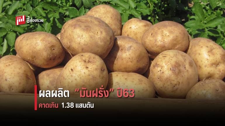 สศก. คาดปี 63 ผลผลิตมันฝรั่ง กว่า 1.38 แสนตัน 