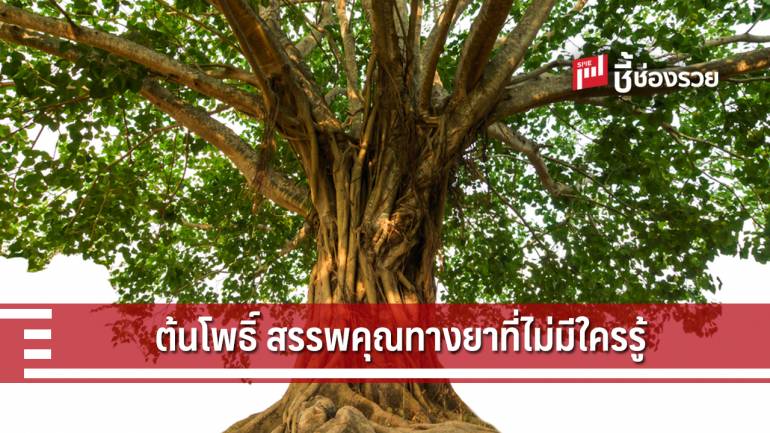 ต้นโพธิ์ สรรพคุณทางยาที่ไม่มีใครรู้