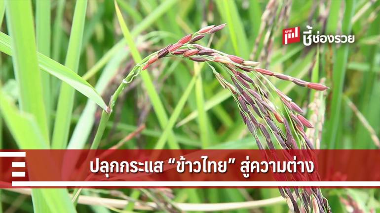 ส่อง 5 นวัตกรรมแปลงร่าง “ข้าวไทย” ด้วย “ความแตกต่าง”