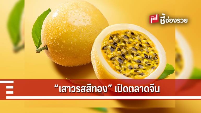 “เสาวรสสีทอง” พืชเศรษฐกิจใหม่ พบนิยมและกำลังซื้อตลาดจีนสูง