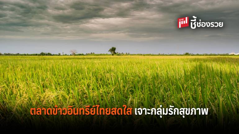 ทิศทางตลาดข้าวอินทรีย์ไทยสดใส ตอบรับไลฟ์สไตล์ผู้บริโภครักสุขภาพที่เพิ่มขึ้น