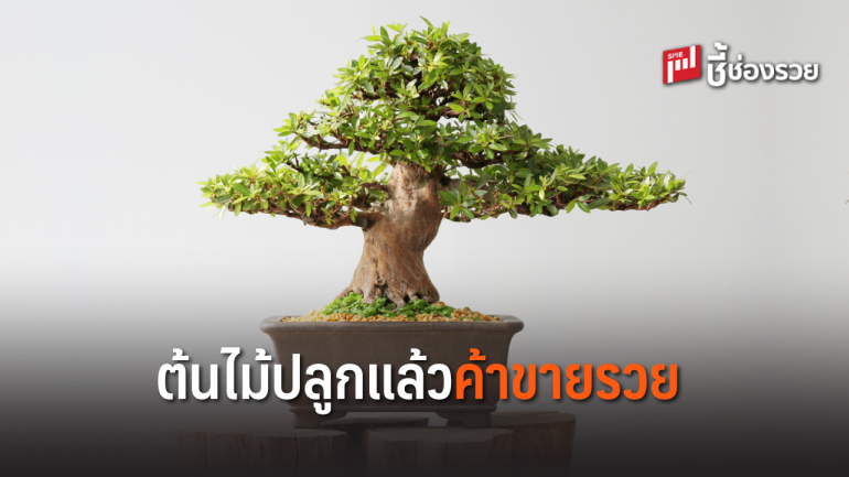 5 ต้นไม้มีไว้ ค้าขายเป็นเศรษฐี