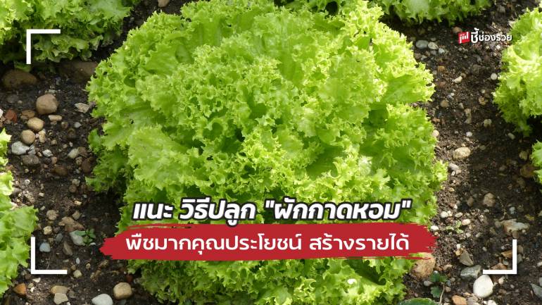 ชี้ช่องรวย แนะ วิธีปลูก “ผักกาดหอม” พืชมากคุณประโยชน์ เก็บไว้กิน เก็บไว้ขายสร้างอาชีพ