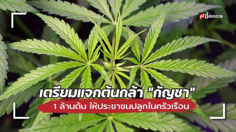 ไทยปลดล็อคกัญชา กัญชง เตรียมแจกต้นกล้า “กัญชา” 1 ล้านต้น ให้ประชาชนปลูกในครัวเรือน