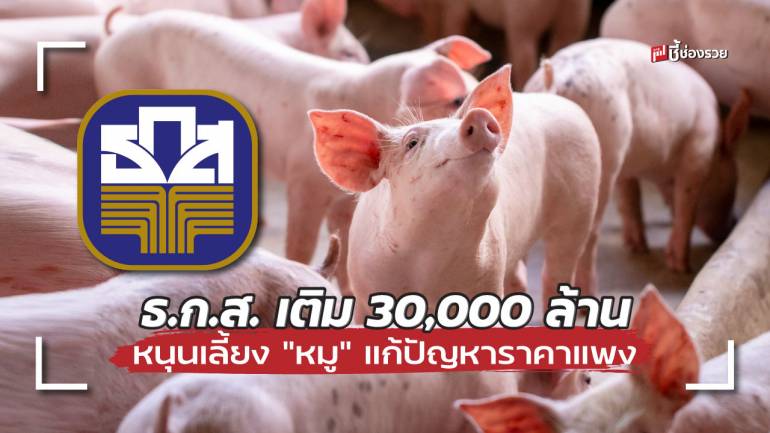 ธ.ก.ส. เติม 30,000 ล้าน ออกสินเชื่อหนุนเลี้ยง “หมู” แก้ปัญหาโรคระบาดส่งผลให้ราคาแพง