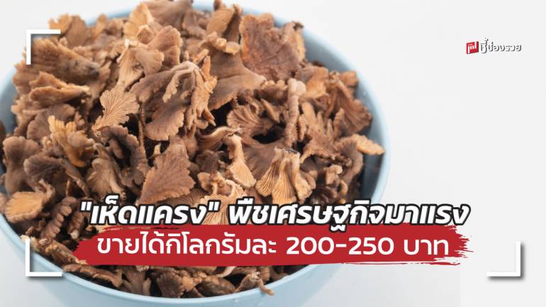 ชี้ช่องรวย แนะวิธีปลูก “เห็ดแครง” พืชเศรษฐกิจมาแรง ขายได้กิโลกรัมละ 200 - 250 บาท