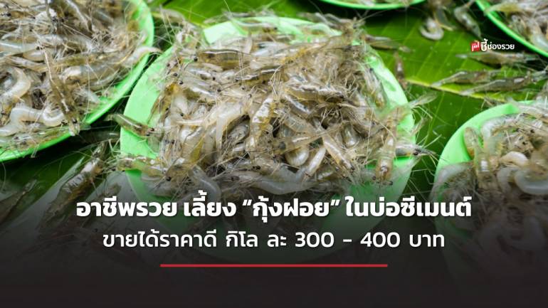 ชี้ช่องรวย แนะ อาชีพรวย เลี้ยง “กุ้งฝอย” ในบ่อซีเมนต์ ขายได้ราคาดี กิโล ละ 300 - 400 บาท