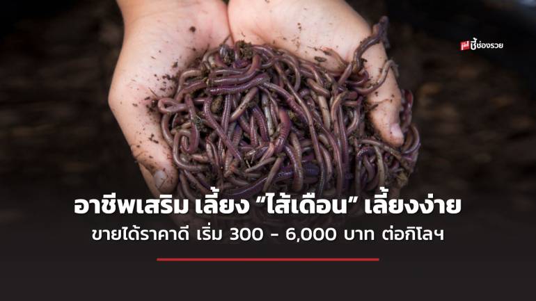 ชี้ช่องรวย แนะ อาชีพรวย เลี้ยง “ไส้เดือน” เลี้ยงง่าย ขายได้ราคาดี เริ่ม 300 - 6,000 บาท ต่อกิโลกรัม