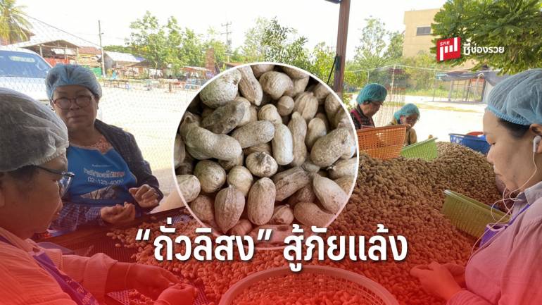 สู้ภัยแล้ง ด้วย “ถั่วลิสง” หลังนา สู่ “ถั่วคั่วทรายหนองโน” จ.อุดรธานี 