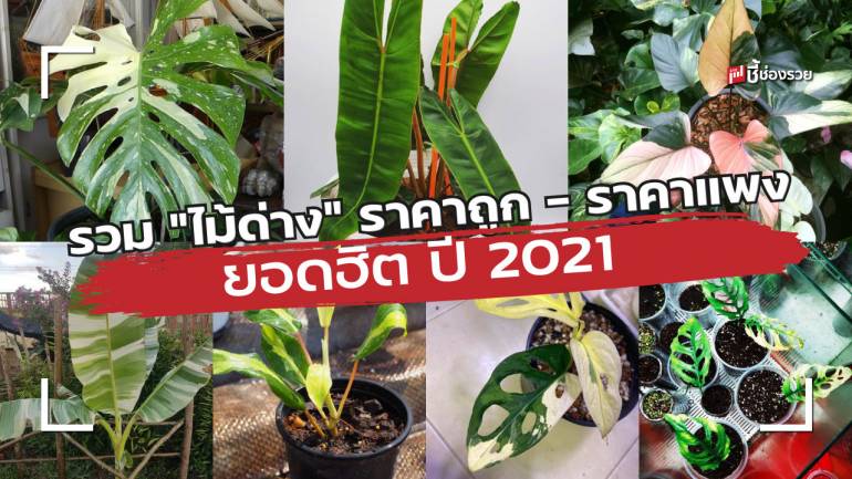 รวม “ไม้ด่าง” ราคาถูก – ราคาแพง ยอดฮิต ปี 2021 มีพันธุ์ไหนบ้าง ราคาเท่าไหร่