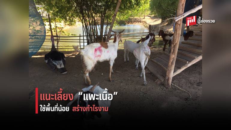 สศก. แนะ ‘แพะเนื้อ’ สินค้าปศุสัตว์ทางเลือก เลี้ยงง่าย ใช้พื้นที่น้อย สร้างกำไรงาม