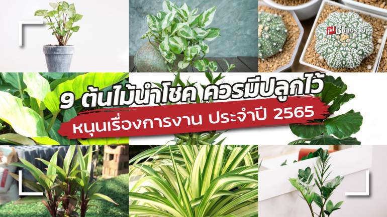 ชี้ช่องรวย แนะ 9 ต้นไม้นำโชค ควรมีปลูกไว้ หนุนเรื่องการงาน ประจำปี 2565